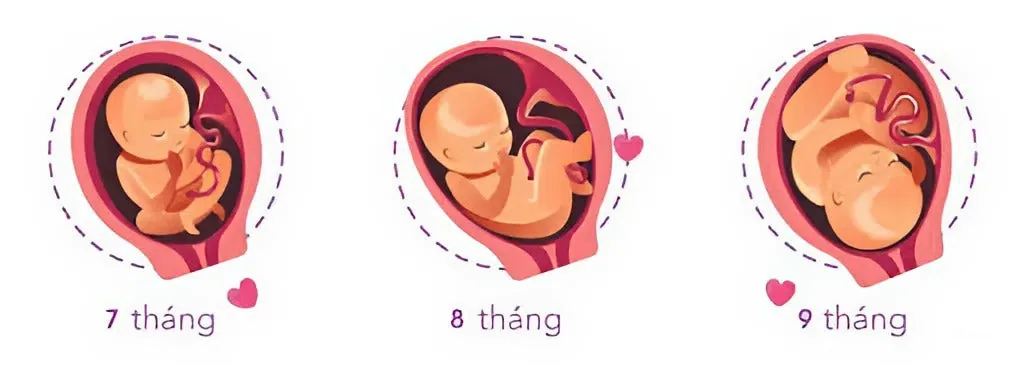 Cách tính tuổi thai theo tuần dựa vào ngày kinh cuối và ngày dự sinh
