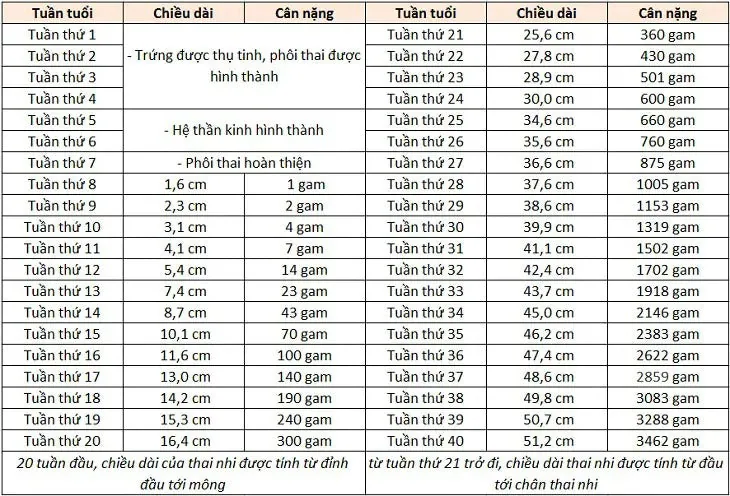 Bảng cân nặng và chiều dài thai nhi 32 tuần